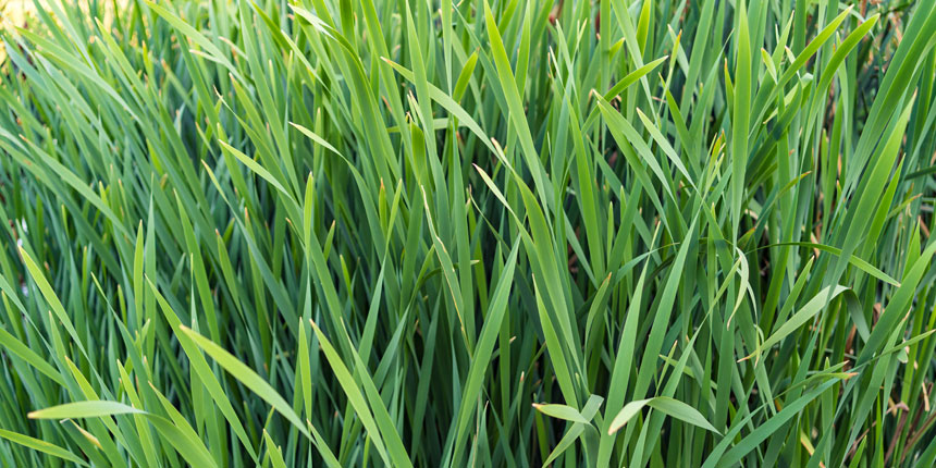 Napier-Grass-Advantage